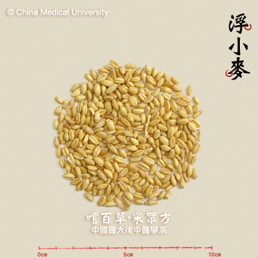 浮小麥