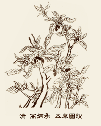 枸杞子古圖