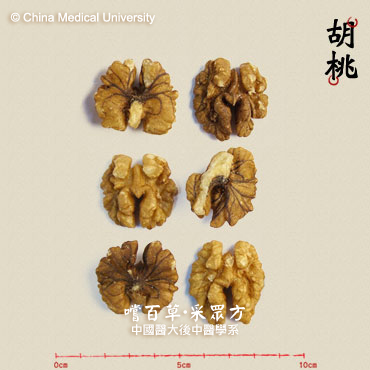 胡 桃