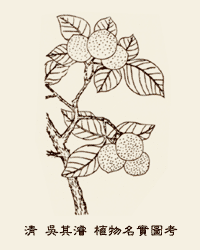 胡桃古圖