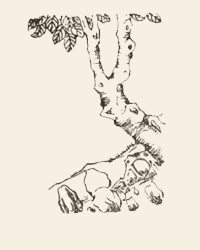 琥 珀古圖