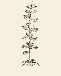 黑芝麻古圖