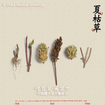 夏枯草